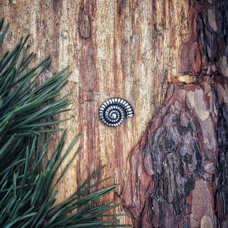 Brož Šnečí ulita 